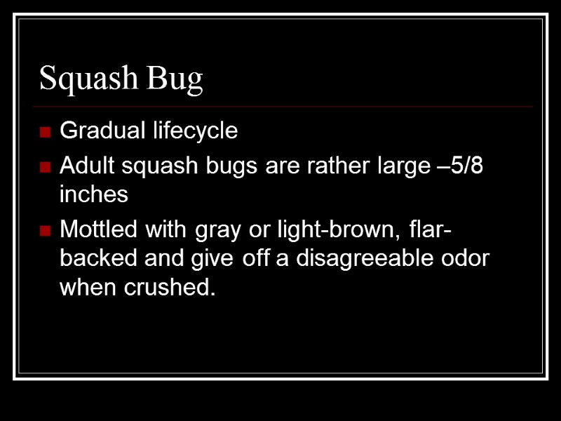 Squash Bug Gradual lifecycle Adult squash bugs are rather large –5/8 inches Mottled with